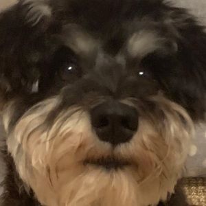 Meet your Posher, Stella